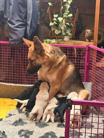 GOLDEN SHEPHERD PUPPIES