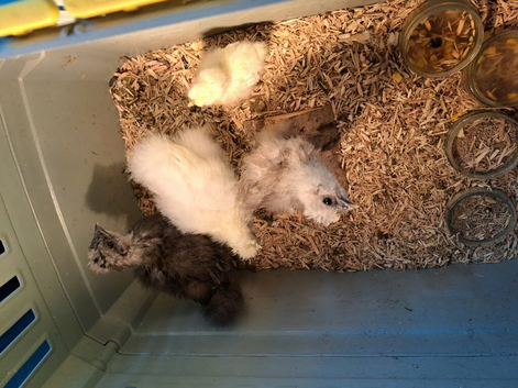 SILKIE CHICKEN CHICKS