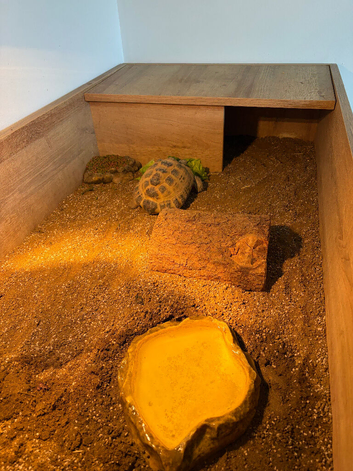 3yr old Horsfield tortoise