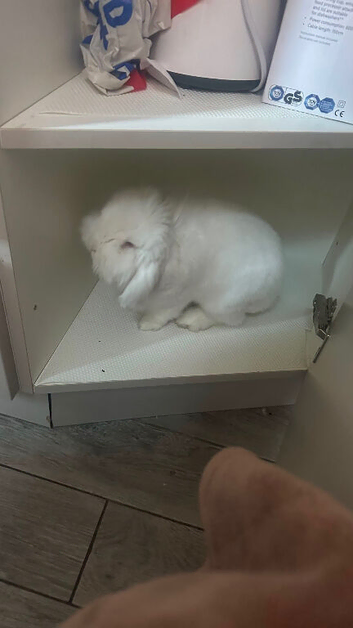 White Rabbit