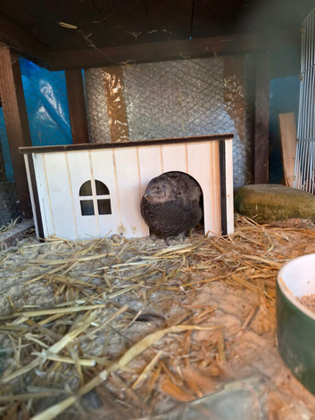 Free to good home one black hen cournix quail