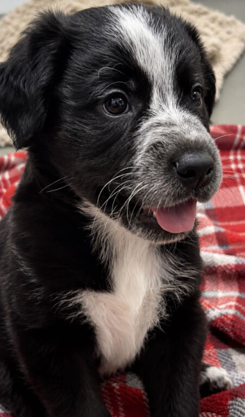 LAST LITTLE BOY &mdash; READY FOR HIS FOREVER HOME
