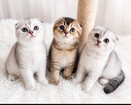 Stunning TICA Reg. Scottish Fold Kittens