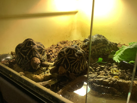 Indian Star Tortoises