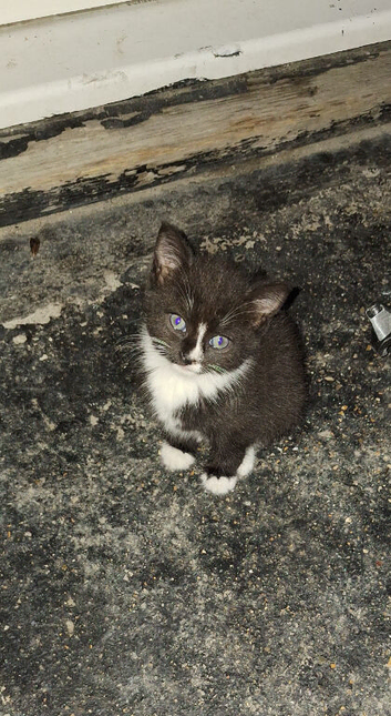 6 mixed white and black kittens