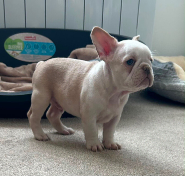 KC Registered French Bulldogs