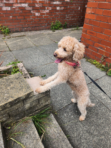 Tilly