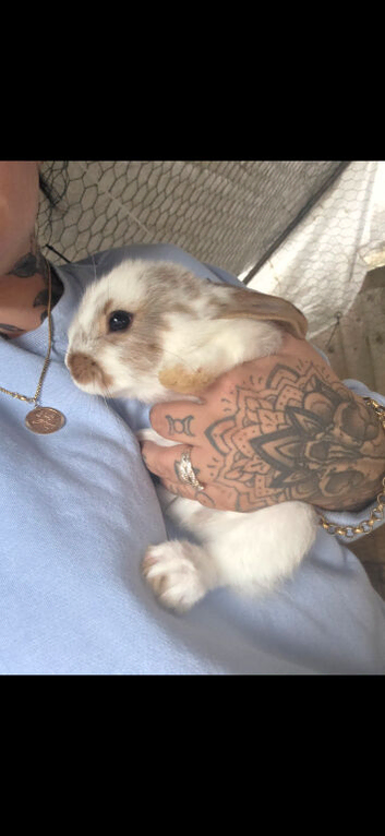 Beautiful half giant rabbits
