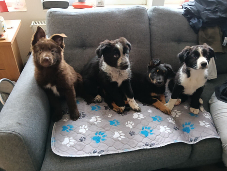German shepherd cross border collie puppies known as Shollies for sale