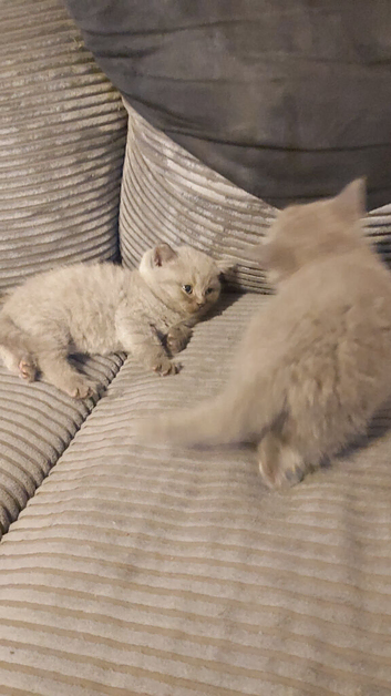 Bsh kittens 1  lilac, 2 blue Girls ready in 2 weeks