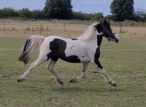 Sweetest filly looking for her new family