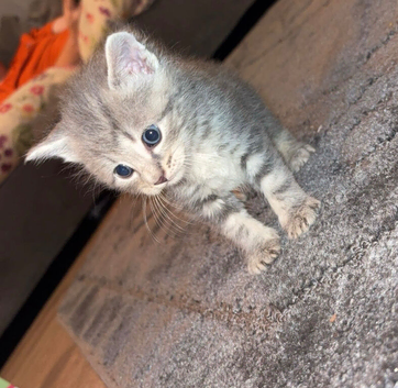 Last 2 Maine coon kittens