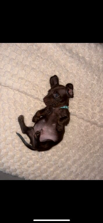 3 Male sausage puppies left