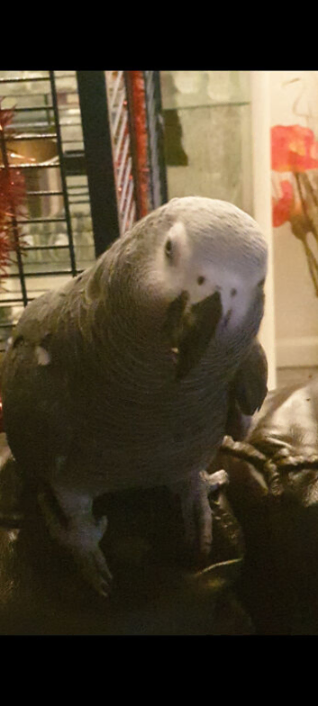 African. Grey