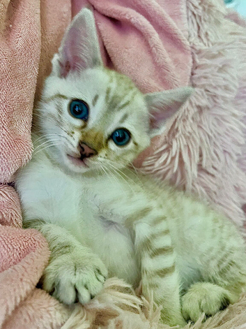 Pure Pedigree Blue Eyed Snow Bengal Kittens (Seal Lynx + Seal Mink Bengal Kittens) TICA parents