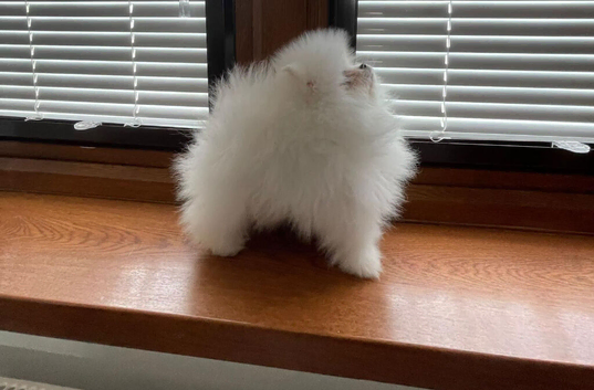Amazing pure white KC puppies looking for lovely