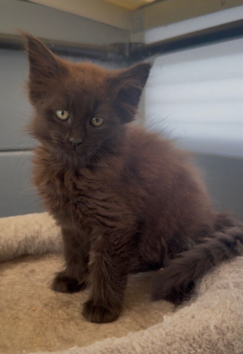 XL black,black smoke,tabby maine coon kittens