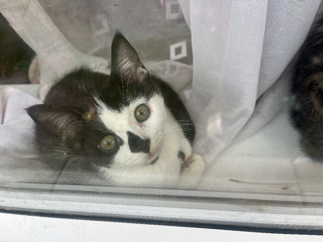 12 week old 2x boy kittens for sale