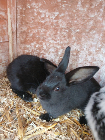 English  spot  black rabbits
