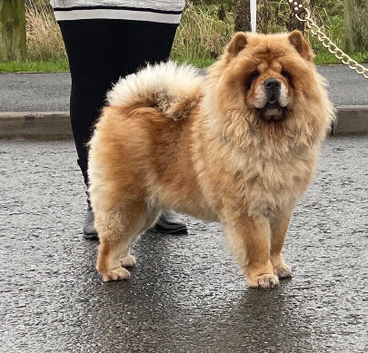 Female chow chow