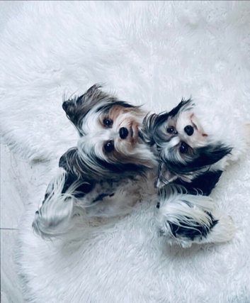 Biewer terrier