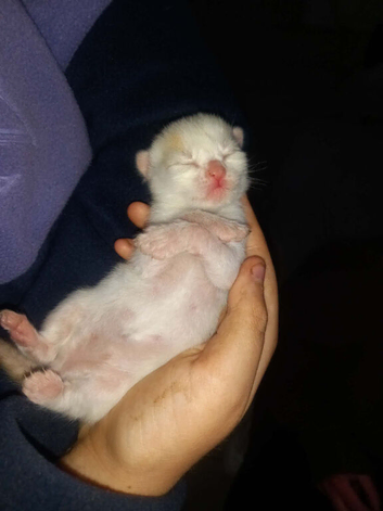 7 kittens