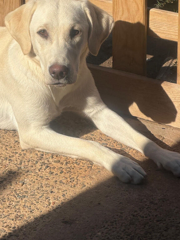 Pippa 11 month old white lab girl