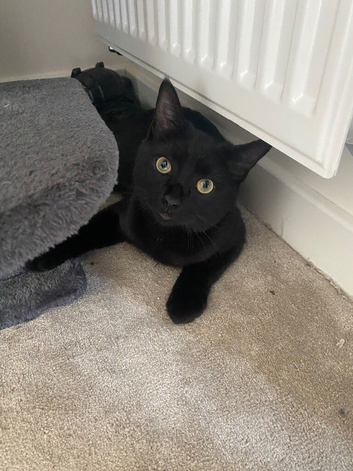 cat