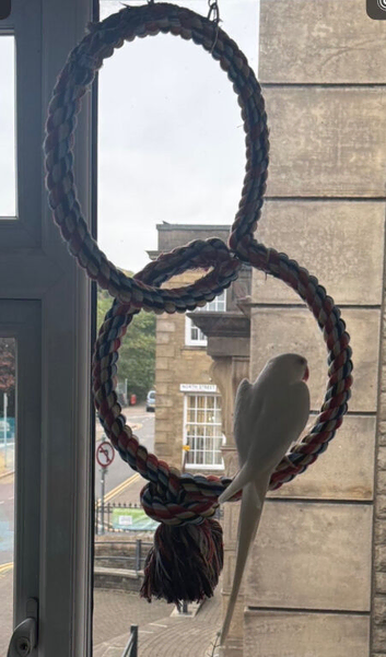 Albino Indian Ringneck