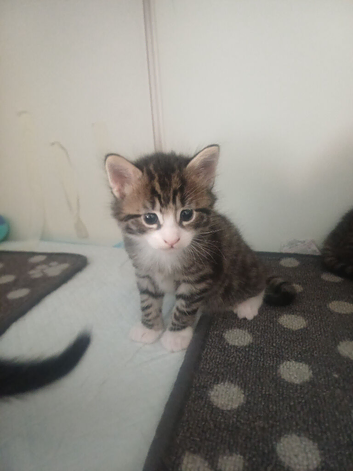 Tabby boy ready for new home