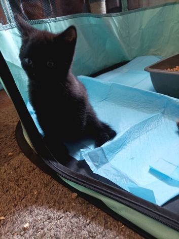 Kittens for sale