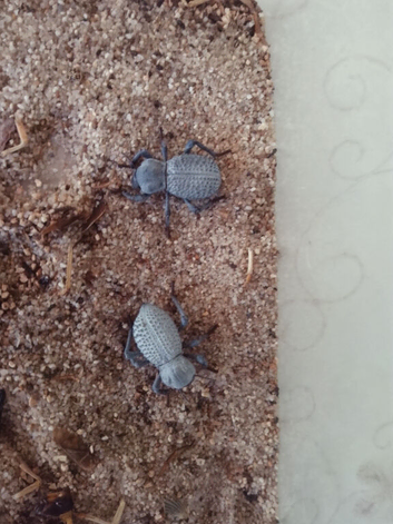 Blue death beetles
