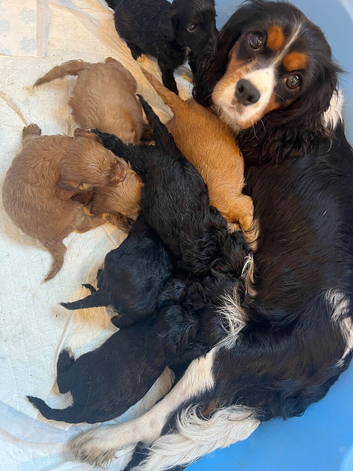 F1 cavapoo puppies
