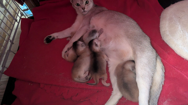 Registered Abyssinian Kittens