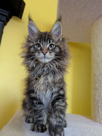 TICA Registered Maine Coon Kitten