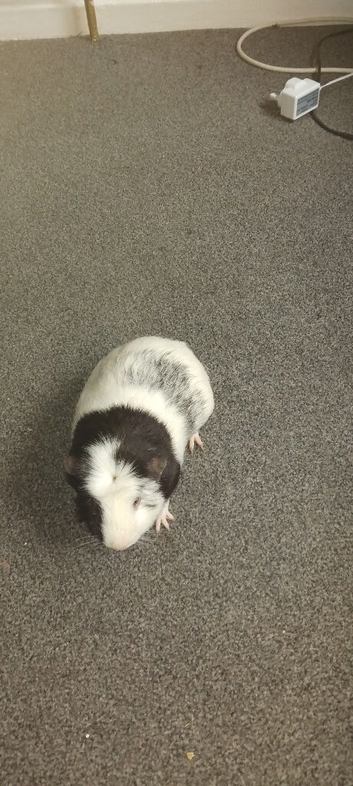 It a young male pig