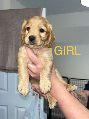 Cockapoo puppies