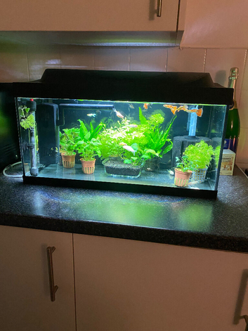 Tropical Fish Tank & Fish