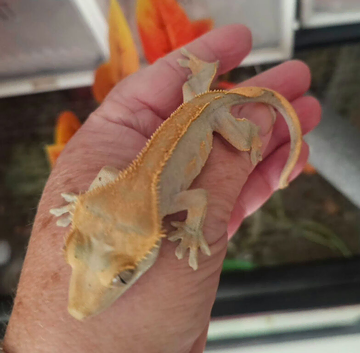 Baby crested gecko