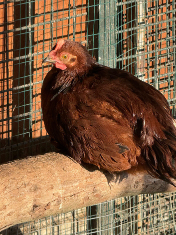 Rhode Island Red bantams (rare breeds)