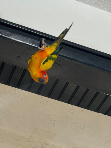 Silly Tamed Sun Conure