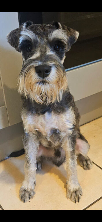 Miniture schnauzer for sale