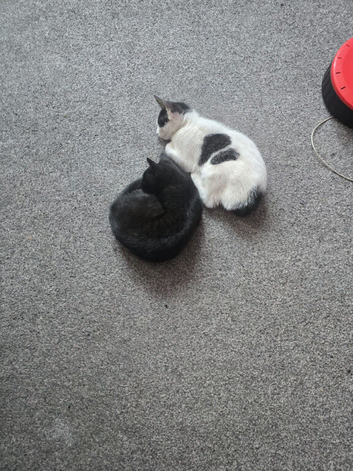 2 Kittens for Sale - &pound;50 each