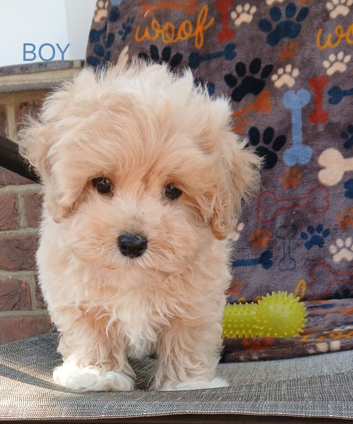 Health tested small maltipoo