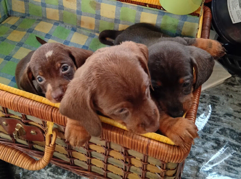 DACHSHUND babies 5th November