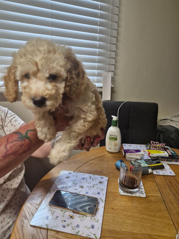 Stunning cockapoo puppy for sale