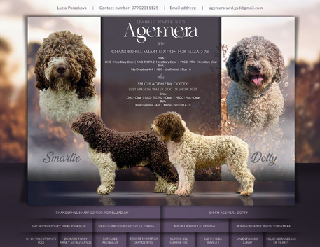 Spanish Water Dog RKC register
