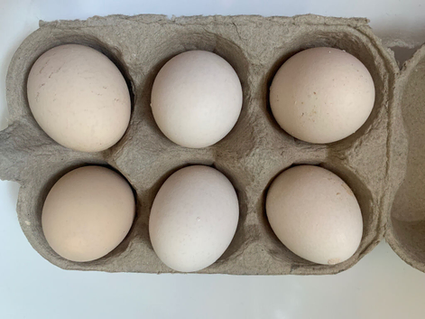 Silver Wyandotte Bantam  hatching eggs