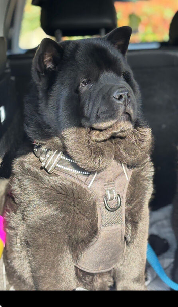 16 weeks old smooth coat MALE