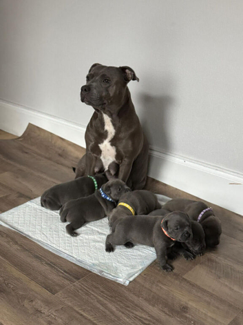 KC Registered Blue Staffordshire Bull Terrier Puppies ***Champions Bloodlines***